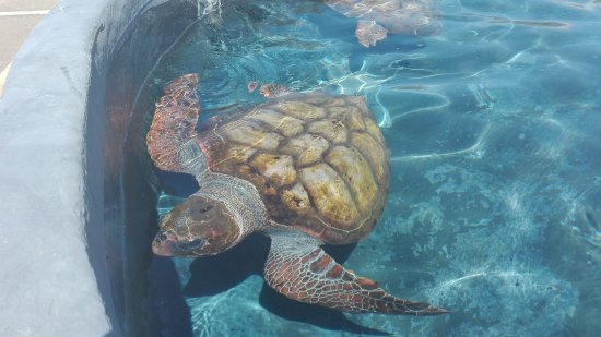 Centro de Recuperacion y Conservacion de Tortugas Marinas de Morro Jable