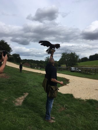 Simon Tebbutt Falconry