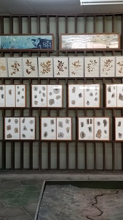 Konoha Fossils Museum