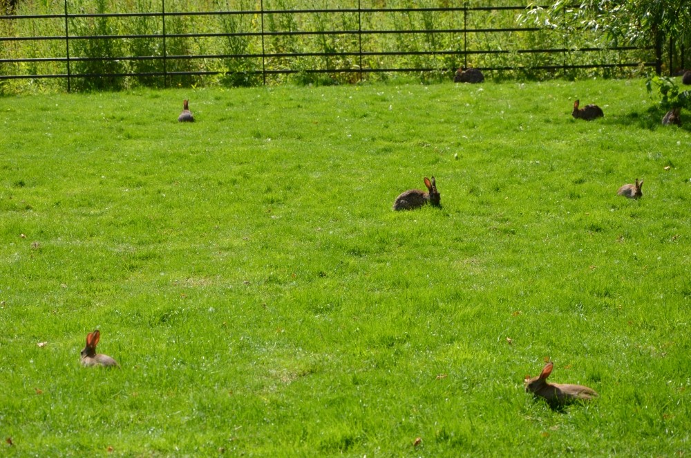 Maryon Wilson Animal Park