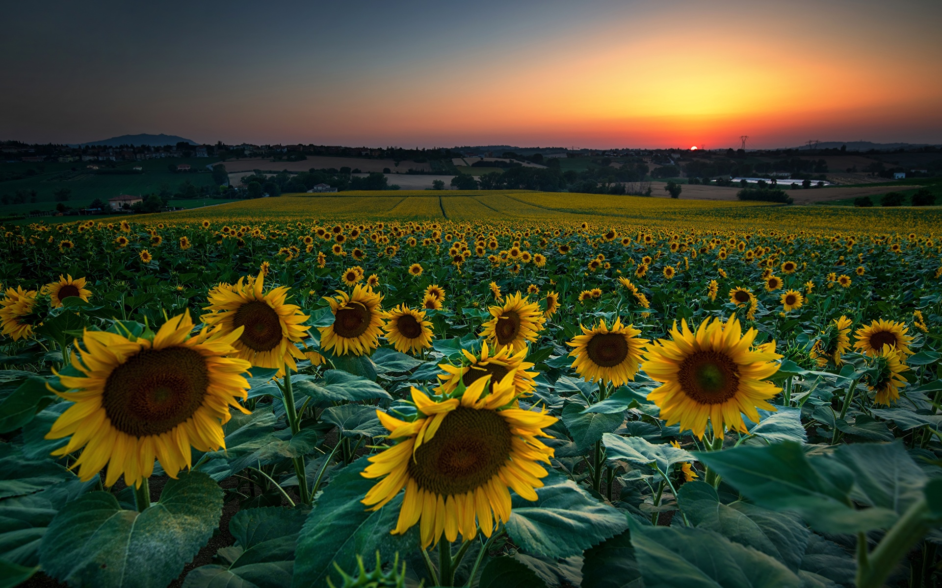 Hayano Sunflower field
