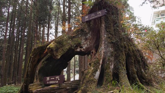 Three Generation Tree & Elephant Nose Tree