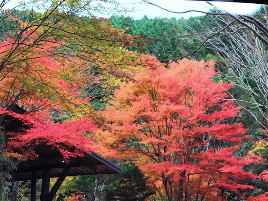 Yusui Shizen no Mori