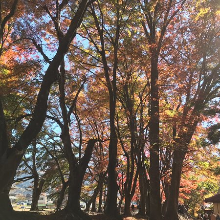 Maple Corridor