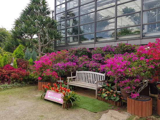 Tropical Dream Center