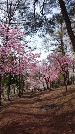 Kyozukayama Park