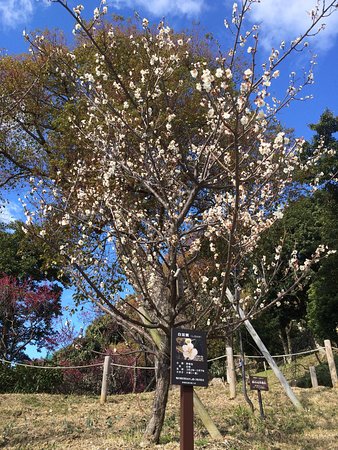 Okamoto Bairin Park