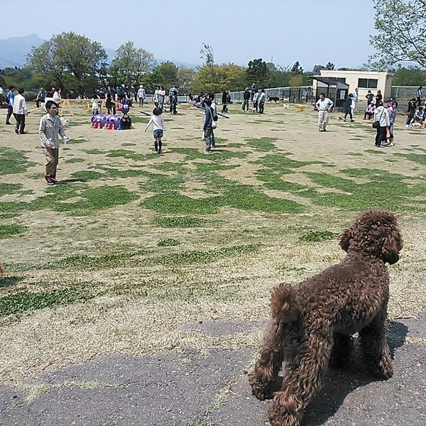 Communication Park for Dogs and People