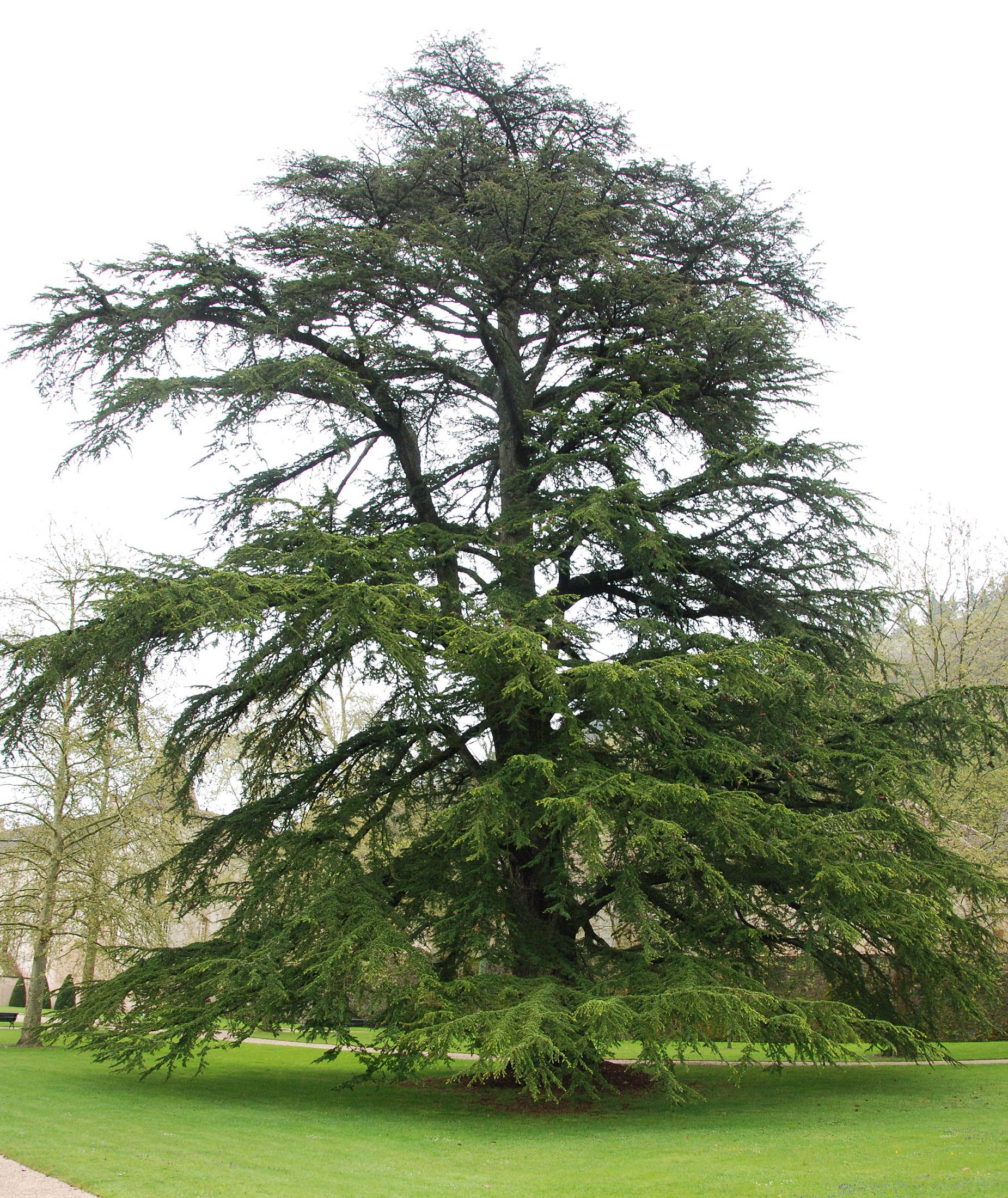 Taro Cedar Tree