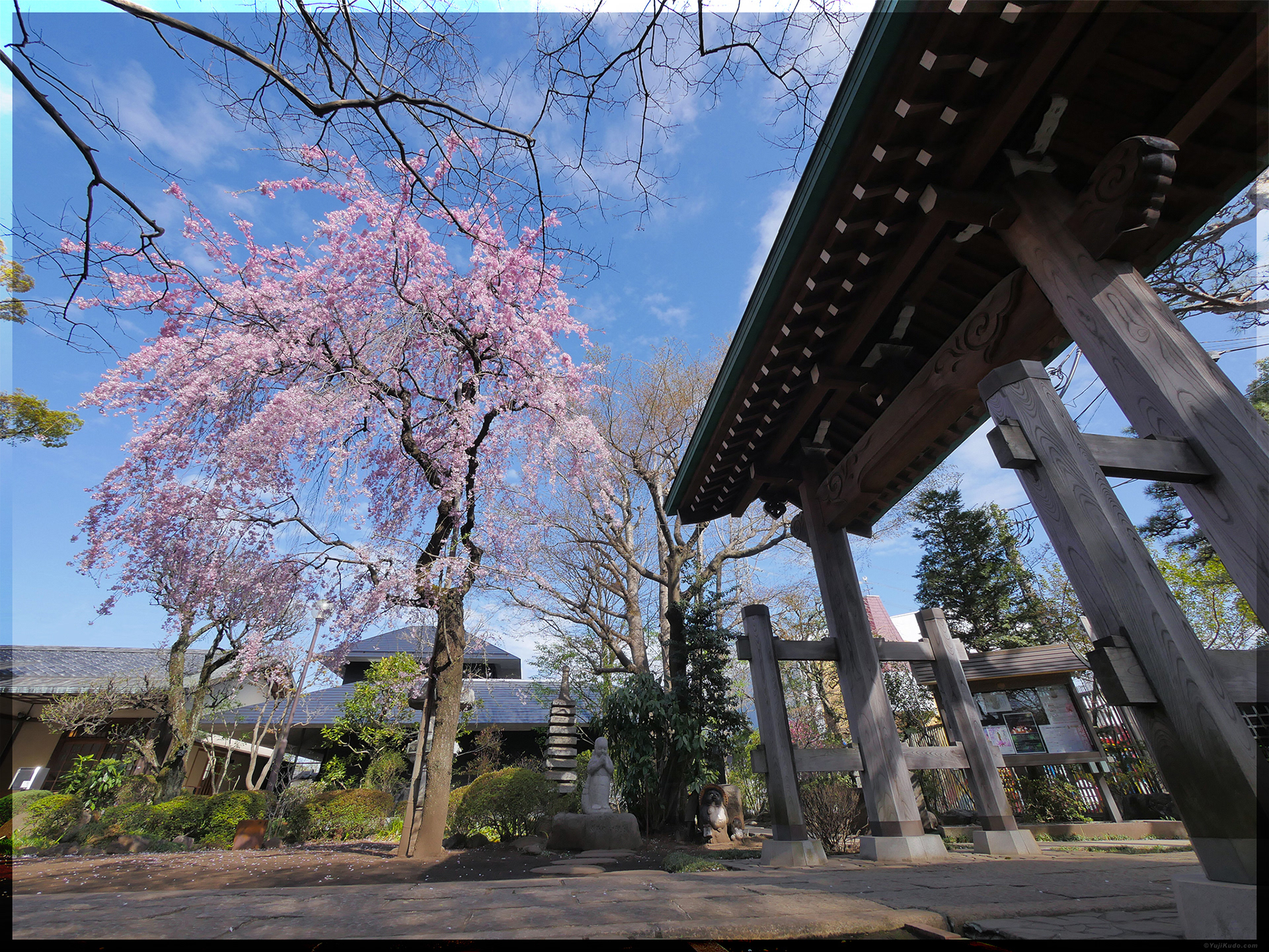 Weeping Cherry Tree of Fukuzen-bo Temple