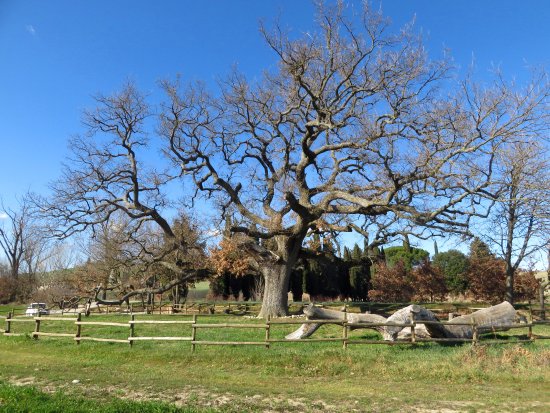 The Checche Oak Tree