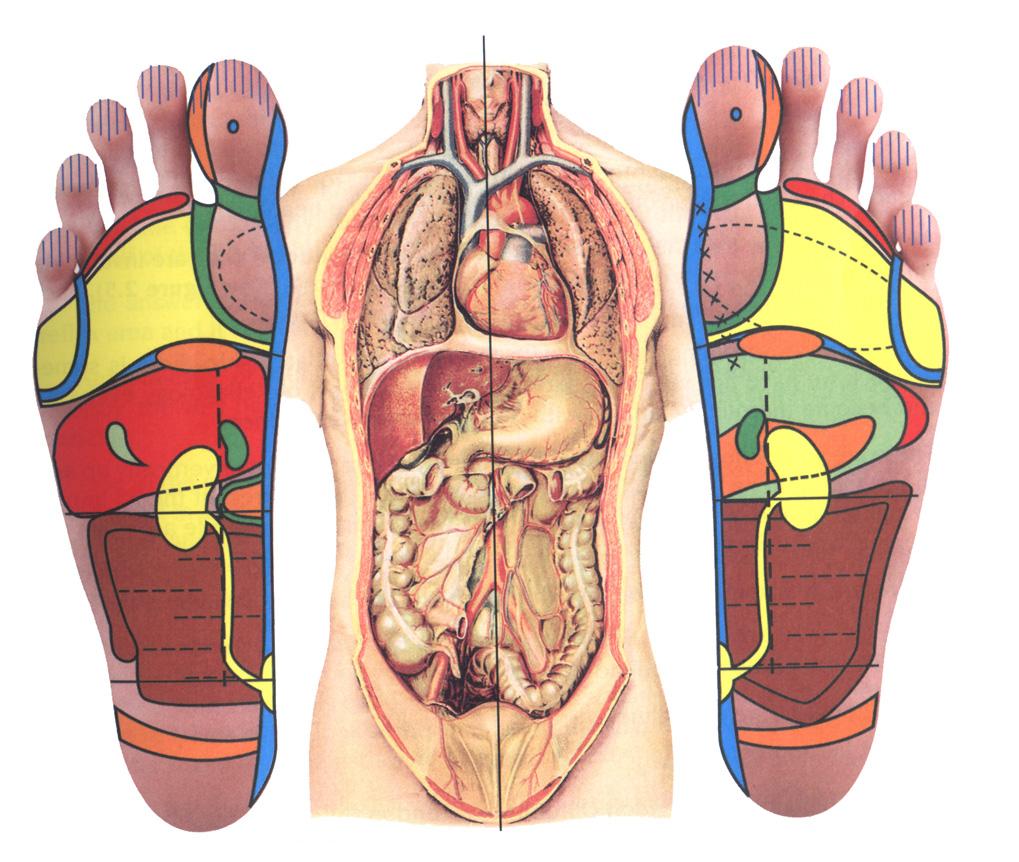 Reflexologia Podal Pollensa