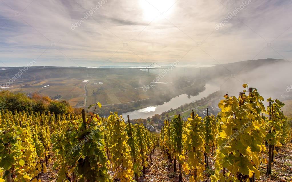 Ch Kalpak Vineyards