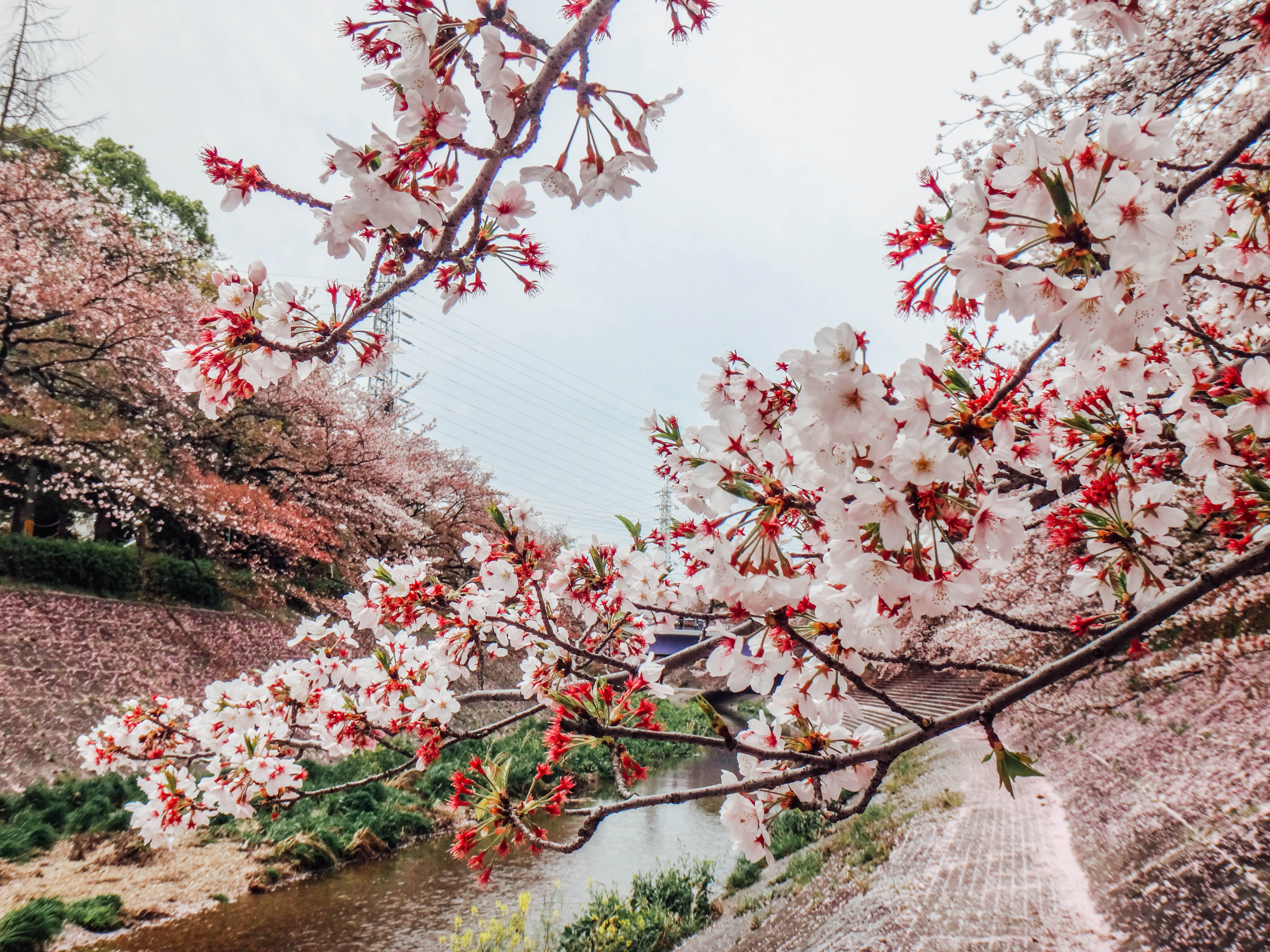 Sakura Falls