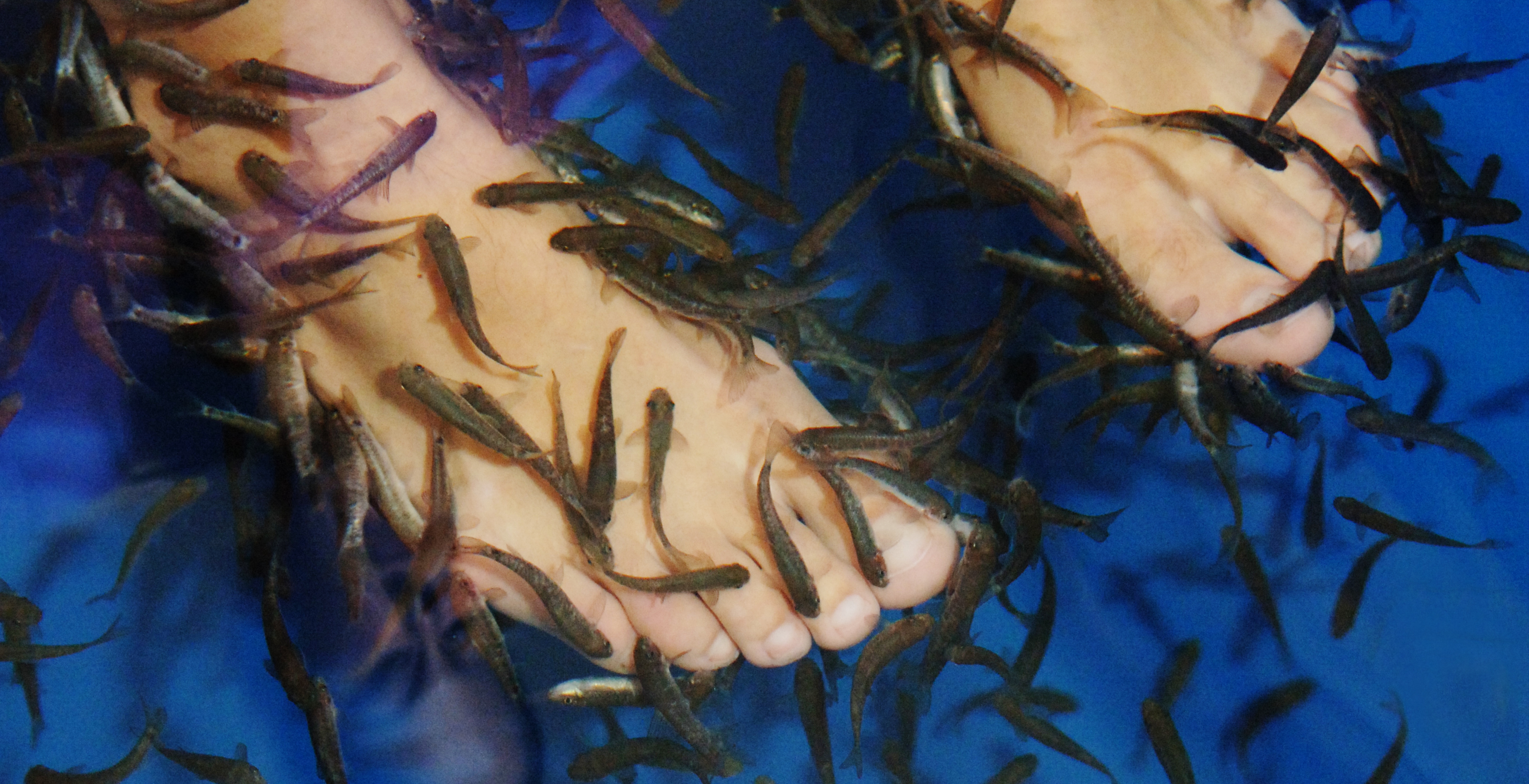 Stockholm Fish Spa