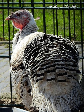 Stichting Kinderboerderij Diemen