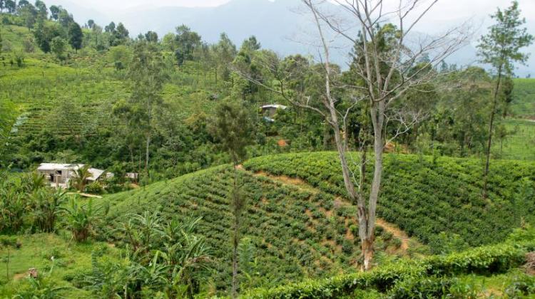 Blue Field Tea Factory