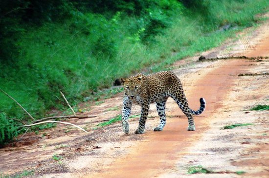 Asmitha and Rajinth Safari