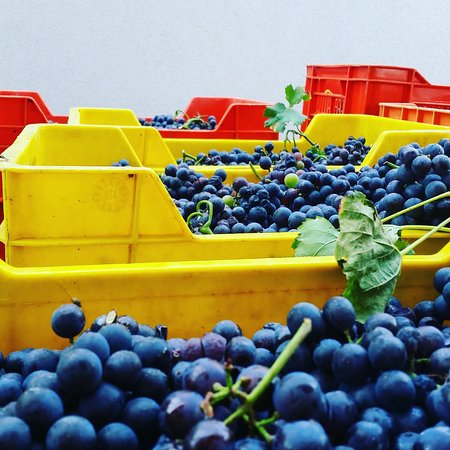 Azienda Agricola Mattiazzo Leo di Mattiazzo Jessica