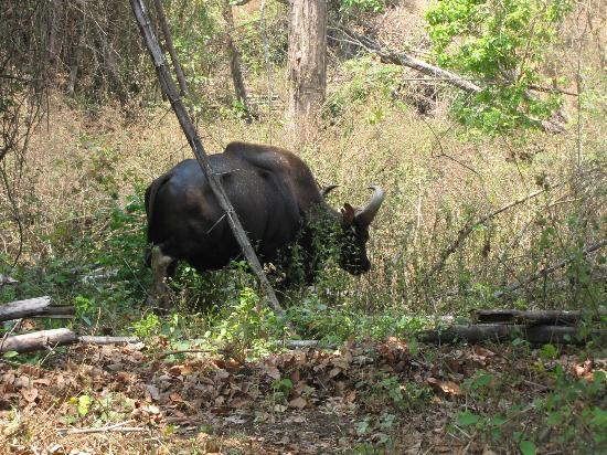 Begur Wildlife Sanctuary
