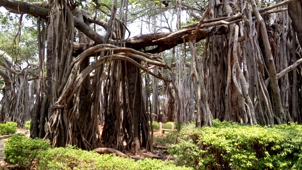 Biggest Banyan Tree