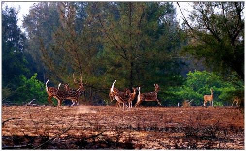 Balukhand Wildlife Sanctuary