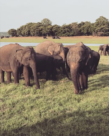 Companion Lanka Tours