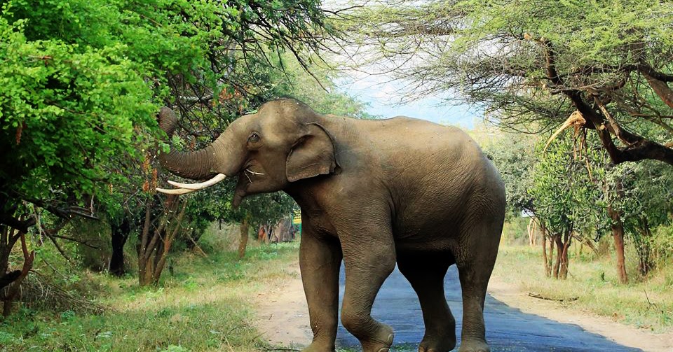 Chinnar Wildlife Sanctuary