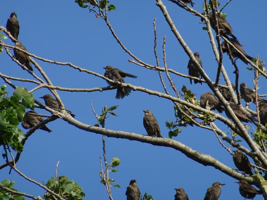 De Lange Duinen