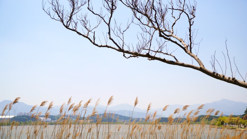 Gyeongpoho Lake