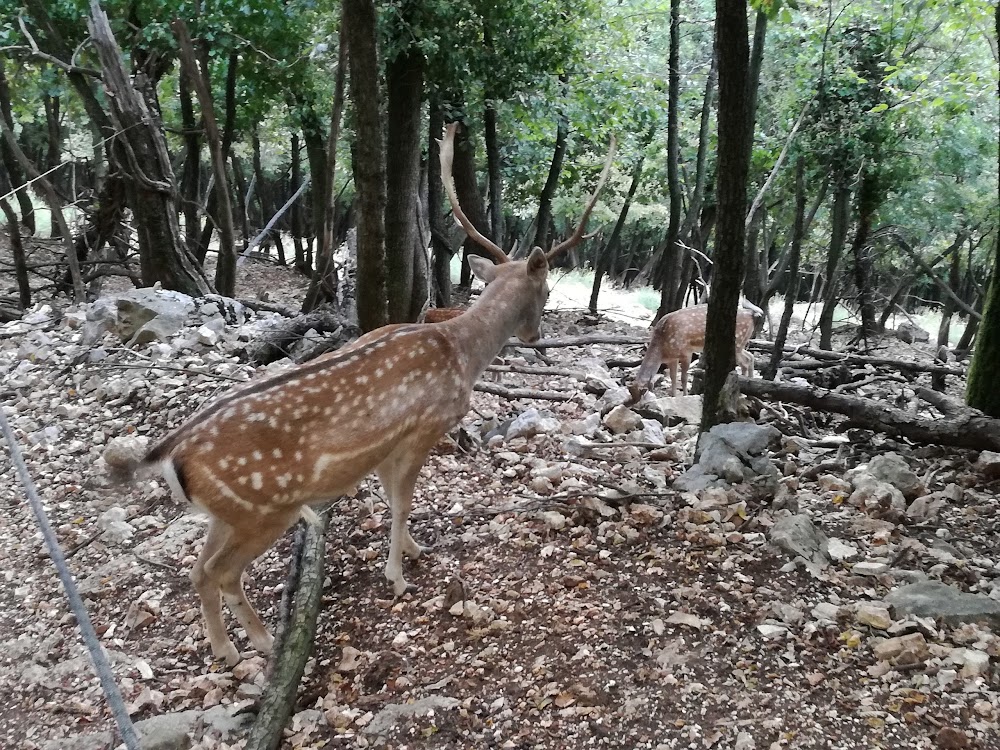 Parco Faunistico Al Bosco