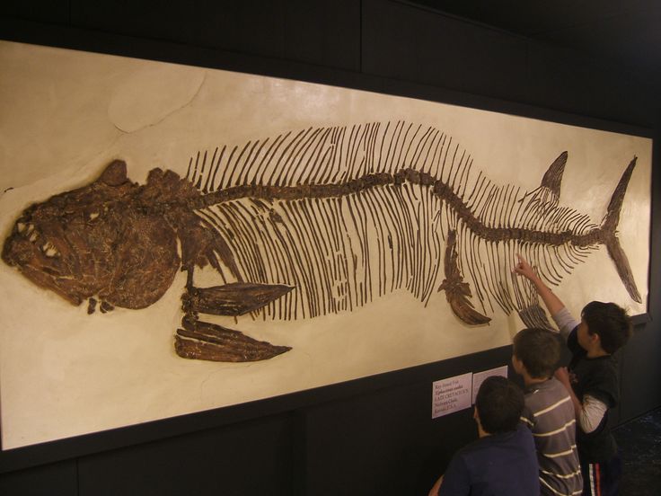 The Big Fish Fossil Hut