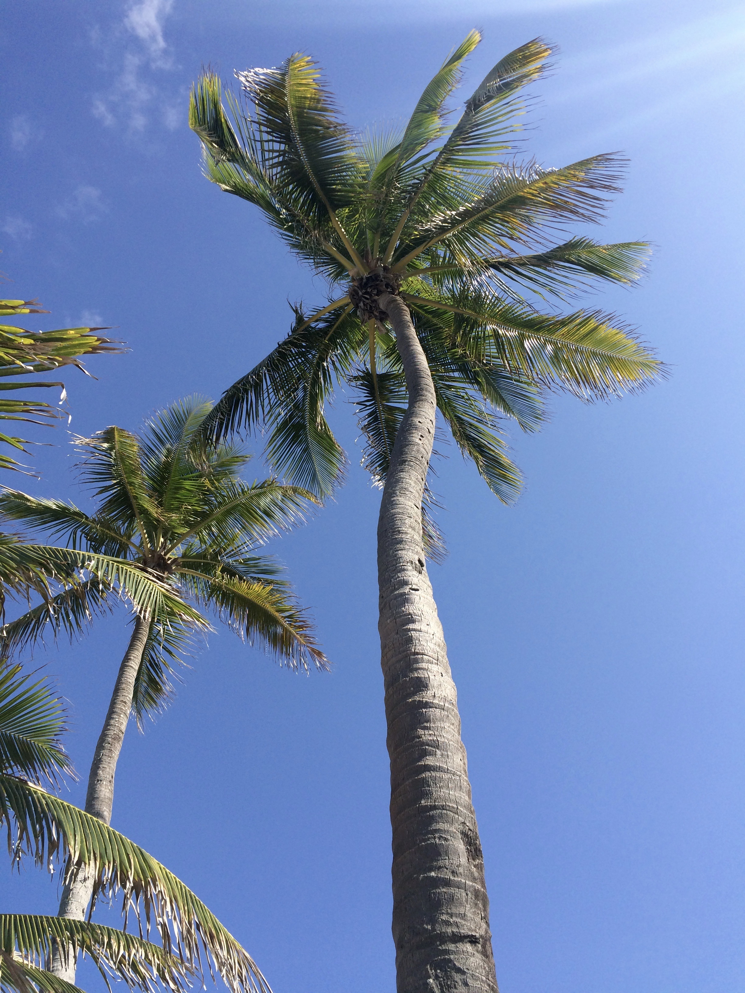 Summerland Palmi