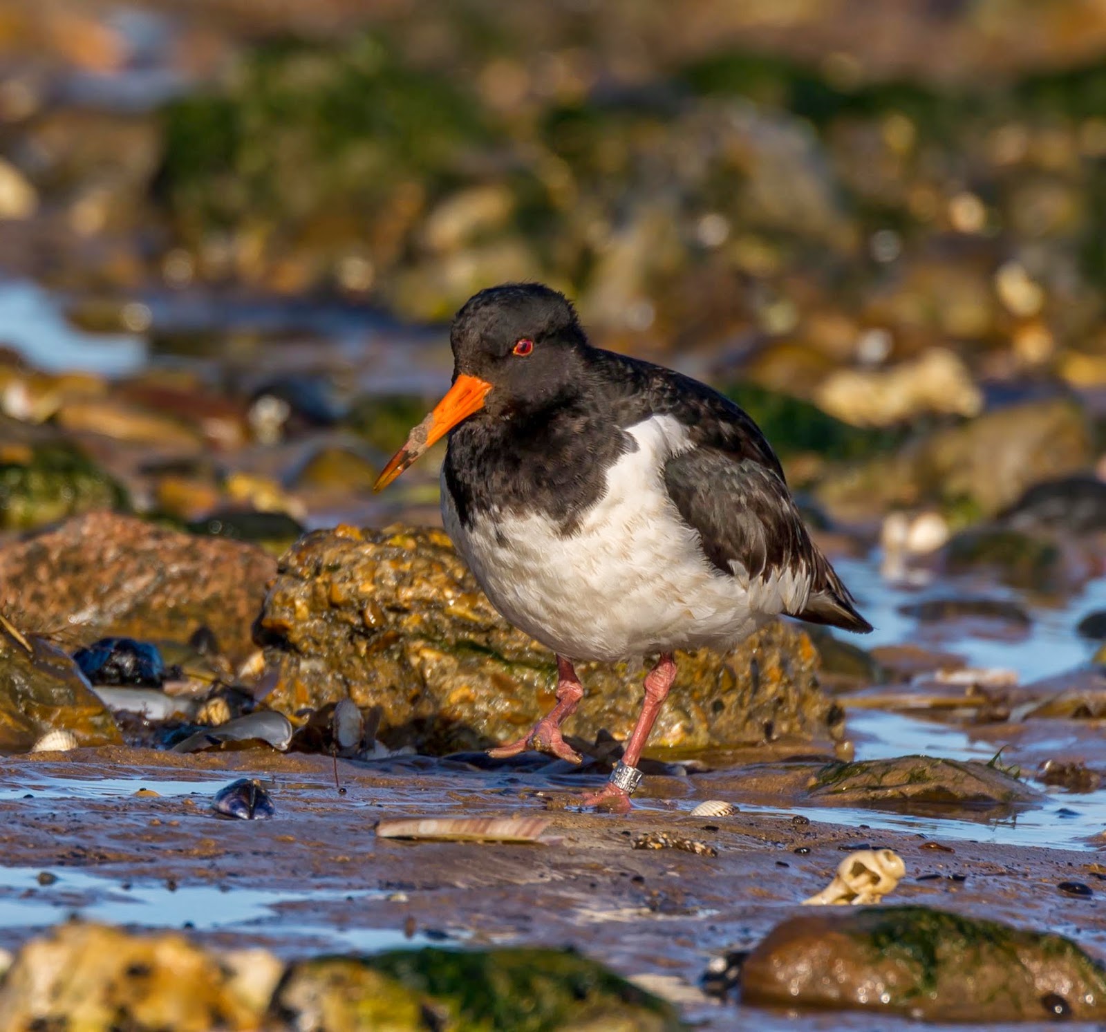 The Oystercatcher