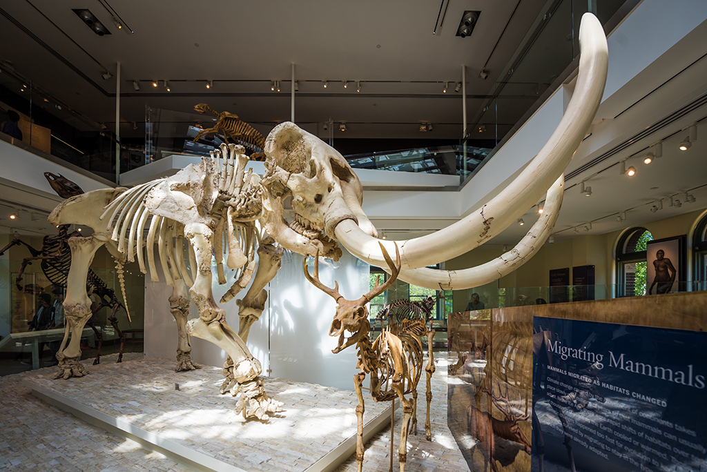 The Museum of Natural History
