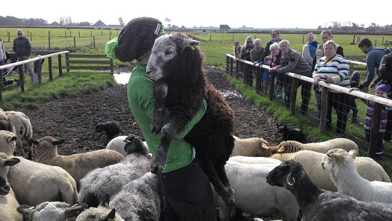 Schapenboerderij Texel