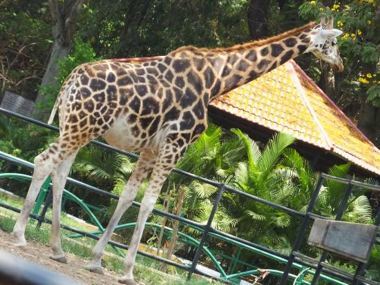 Sri Chamarajendra Zoological Gardens