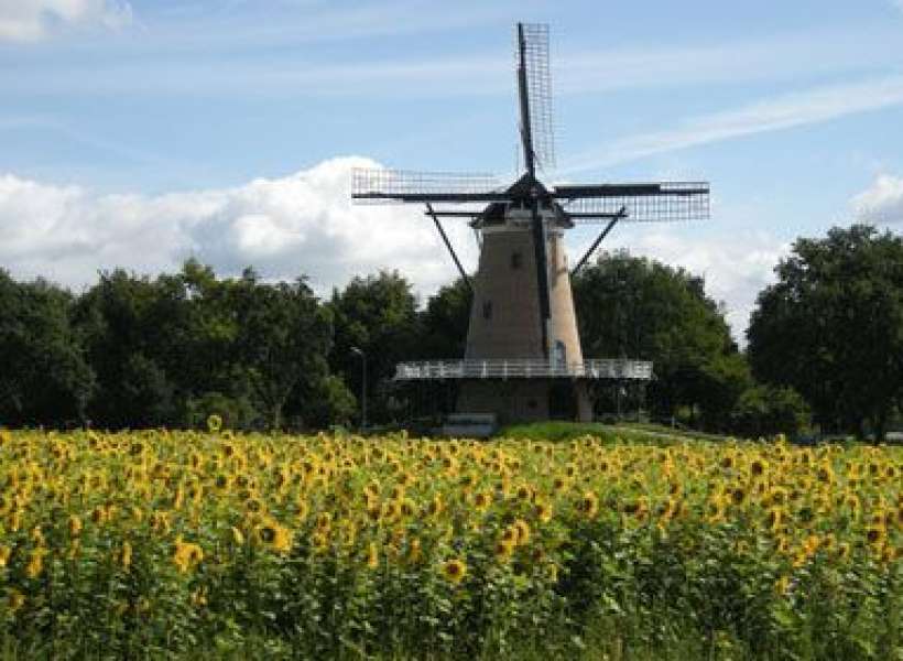 Stellingkorenmolen De Windhond