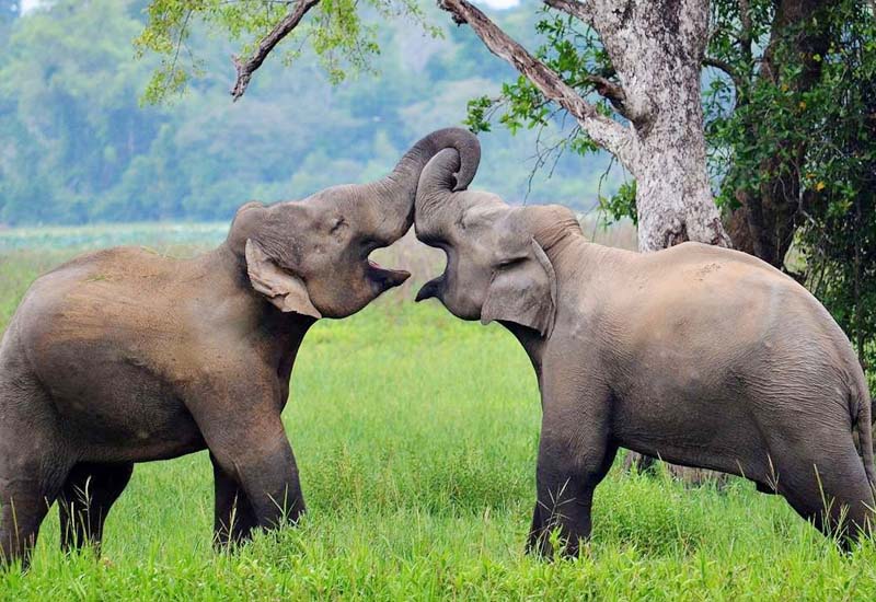 Wasgamuwa National Park