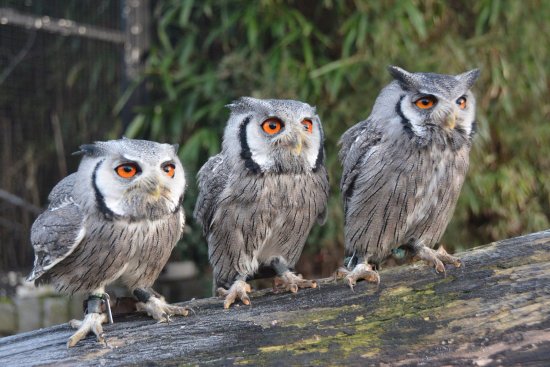 Zoopark The Oliemeulen