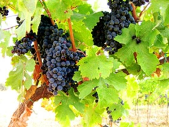 Winery Fattoria Cantagallo