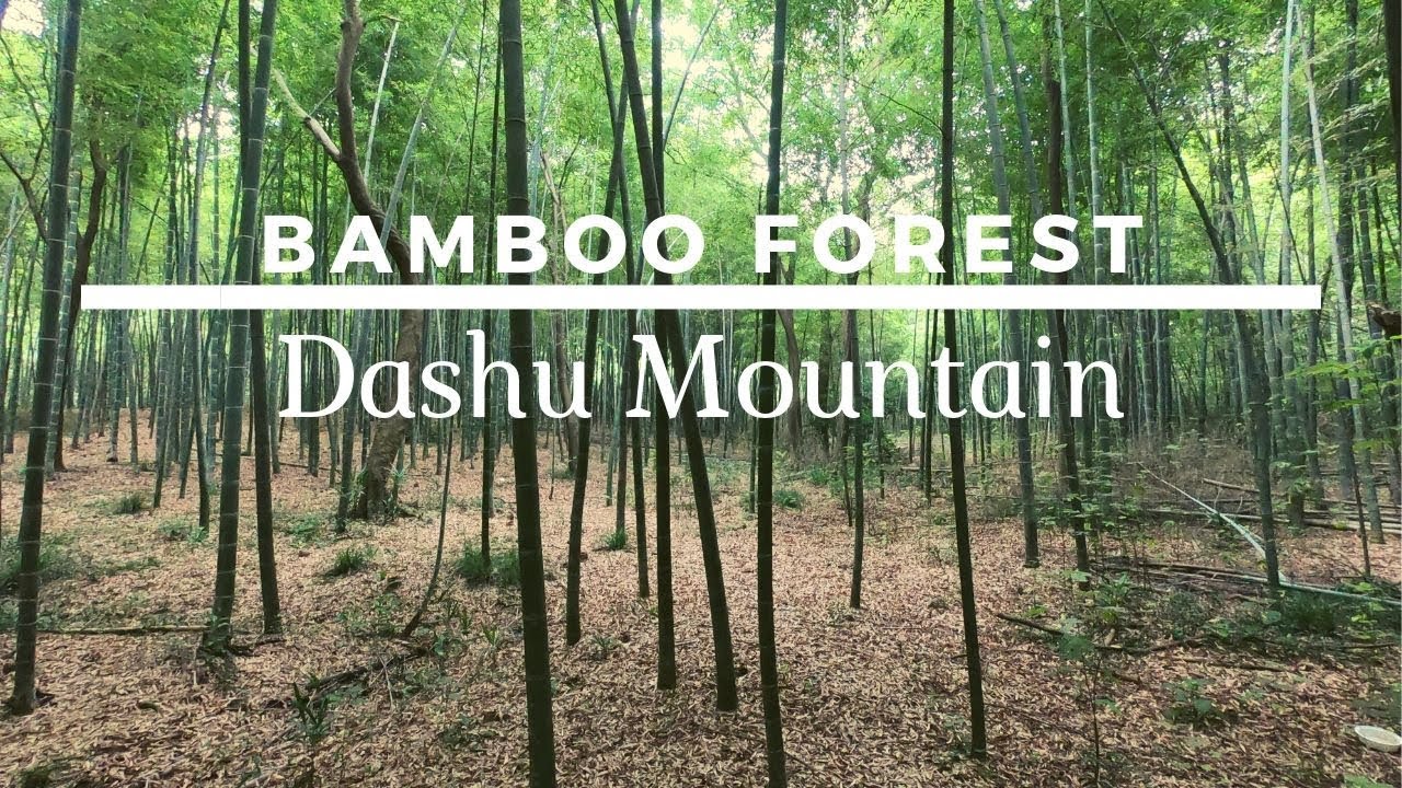 Mt. Dashu Forests Park