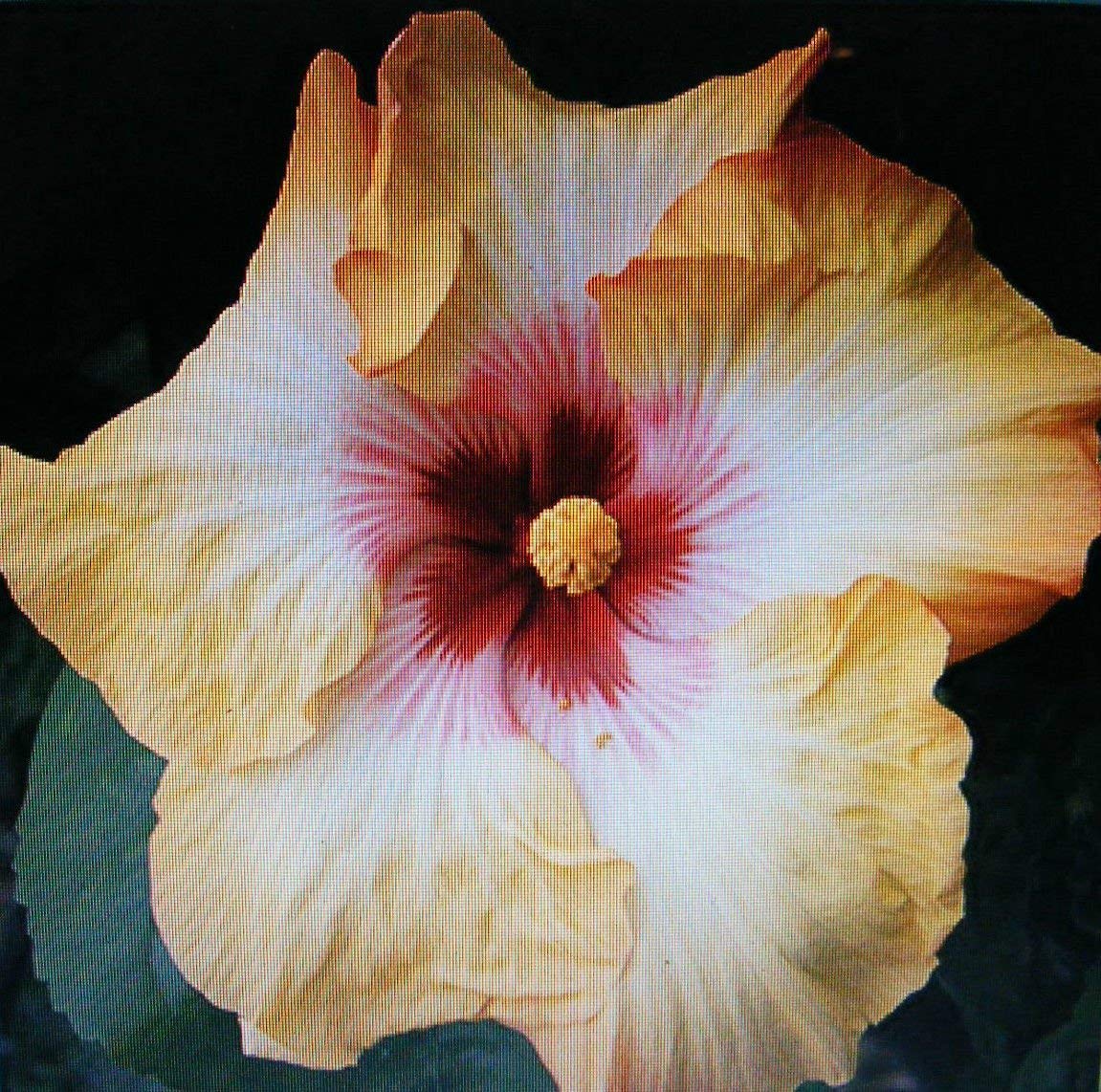 Hibiscus Cave