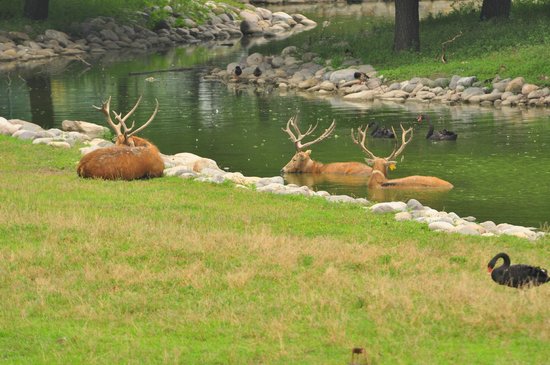 Beijing Nanhaizi Elk Museum