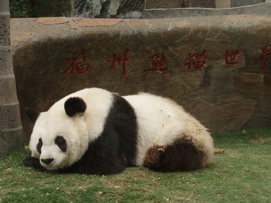 Panda World
