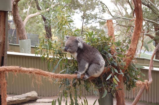 Halls Gap Zoo