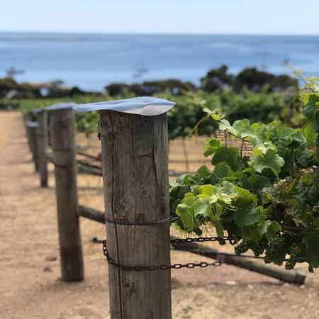 Bay of Shoals Winery