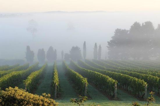 Cherry Tree Hill Vineyard