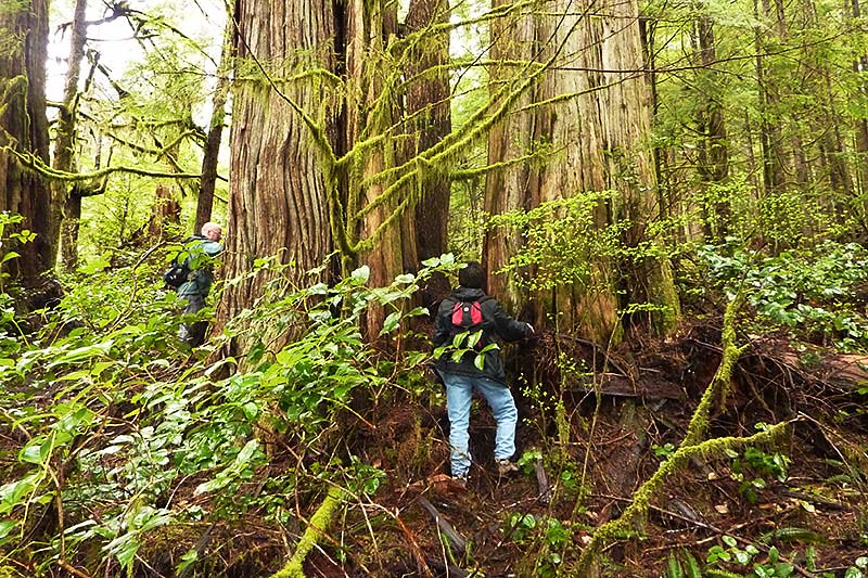 Avatar Grove