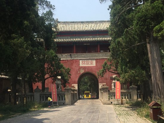 Kong Forest